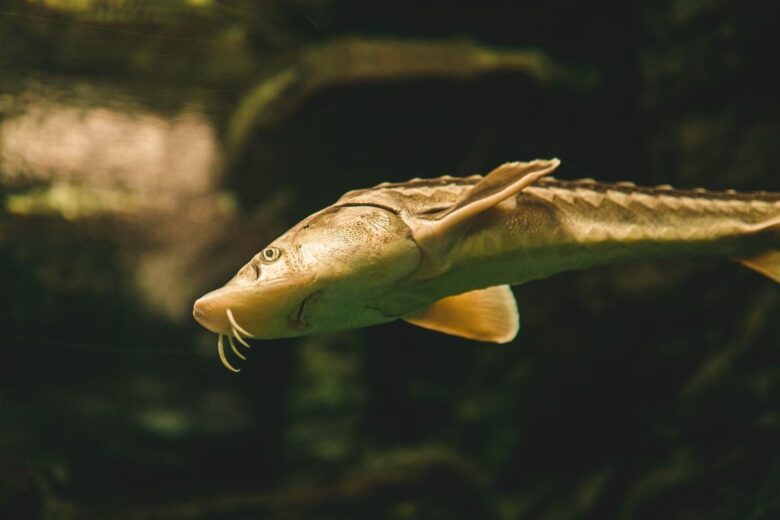 水中を泳ぐチョウザメ（古代魚）