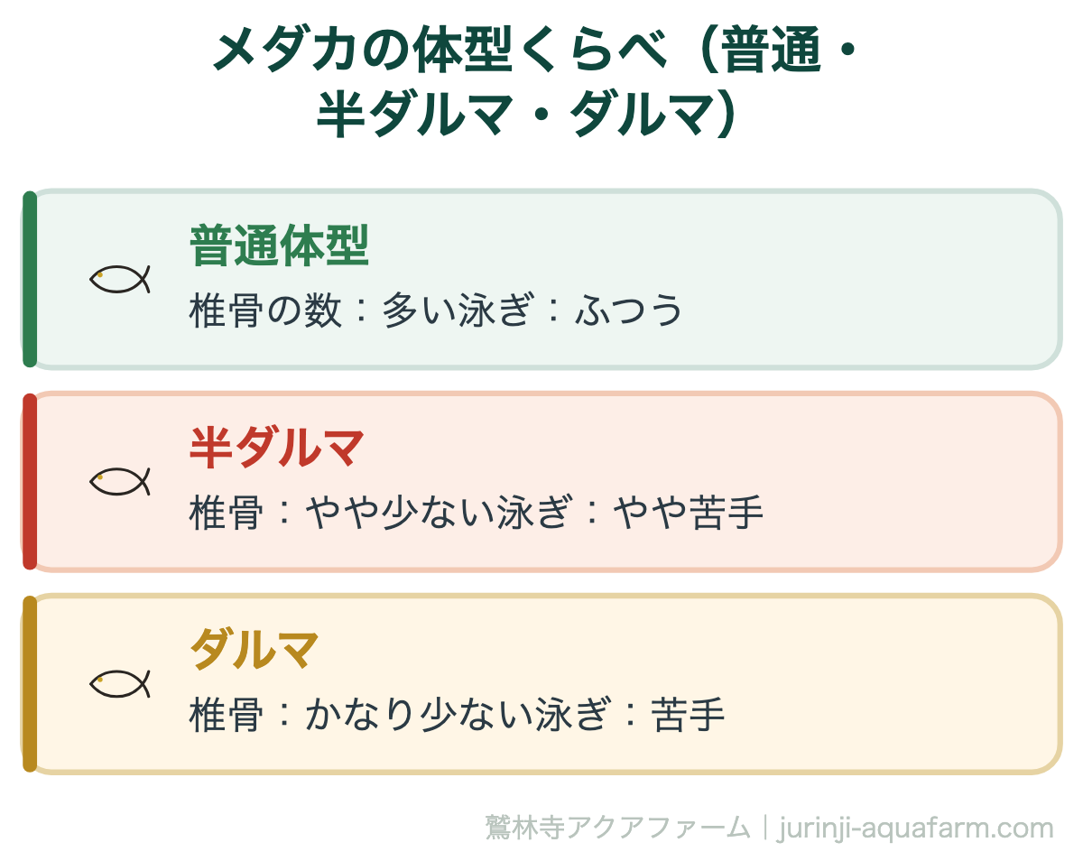 メダカの体型くらべ(普通・半ダルマ・ダルマ)。ダルマメダカは背骨(椎骨)の成長が途中で止まり、胴が縮んだ体型。縮むほど泳ぎや消化が苦手になり、飼育の難易度も上がります