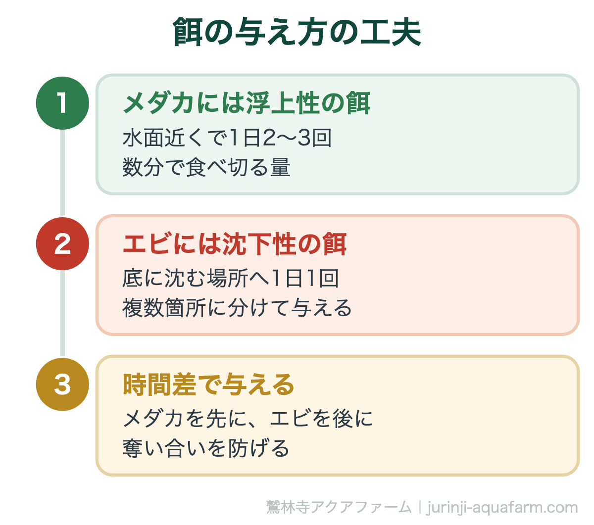 餌の与え方の工夫。メダカとエビの最適な比率