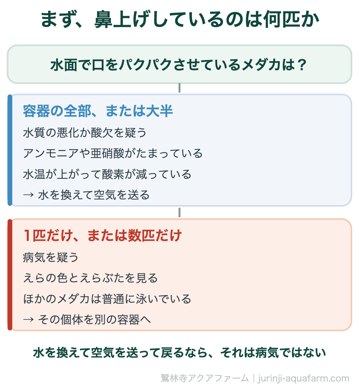 メダカのエラ病｜まず、鼻上げしているのは何匹か。ここを飛ばして薬に手を出すと、原因が水質だった場合に何も変わらない