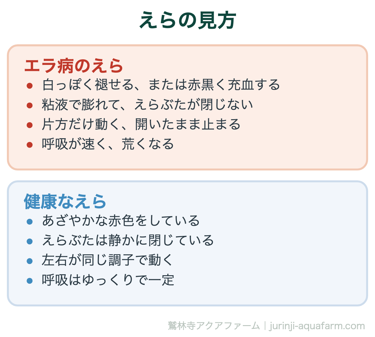 メダカのエラ病｜えらの見方。上から見るとえらぶたの開きが分かりやすい。左右差は進行のサイン
