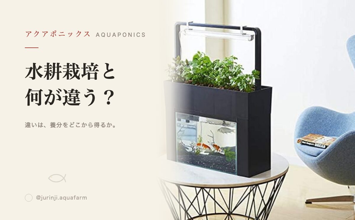アクアポニックスと水耕栽培の違い｜仕組みとコストを比較