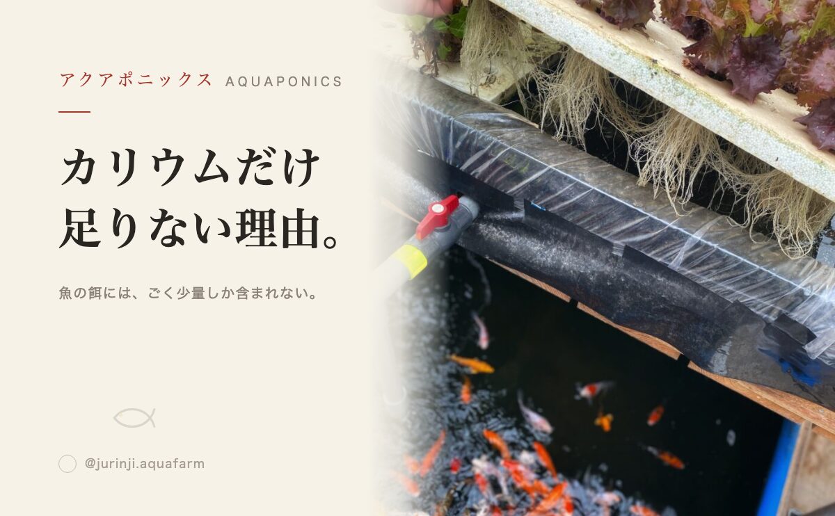アクアポニックスのカリウム不足｜サインと補充方法