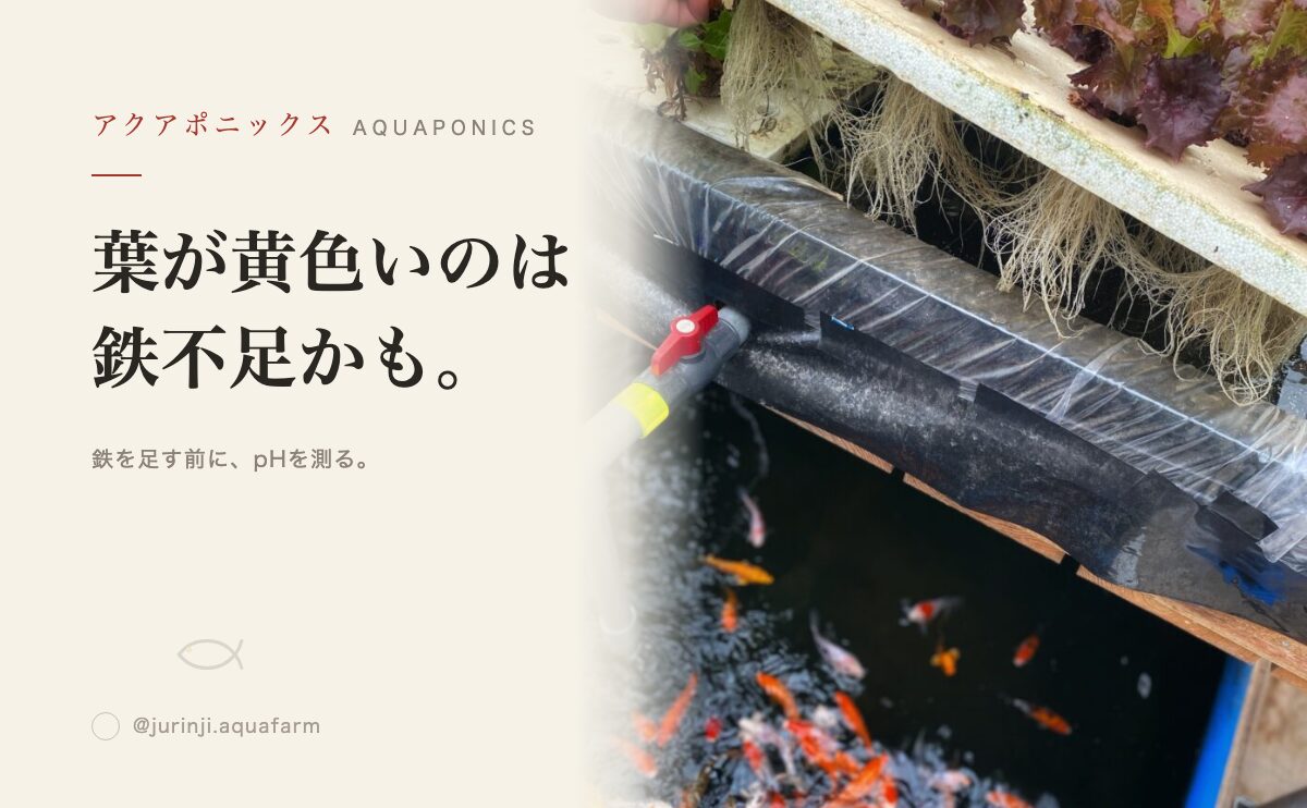 アクアポニックスで葉が黄色い原因は鉄不足｜キレート鉄の使い方