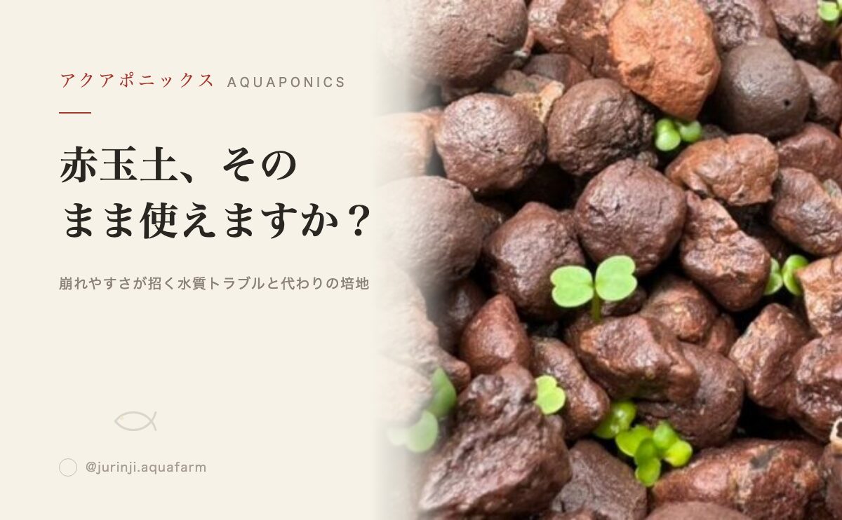 アクアポニックスで【赤玉土は使うな！】使わない方がいい理由｜ハイドロボールのすすめ