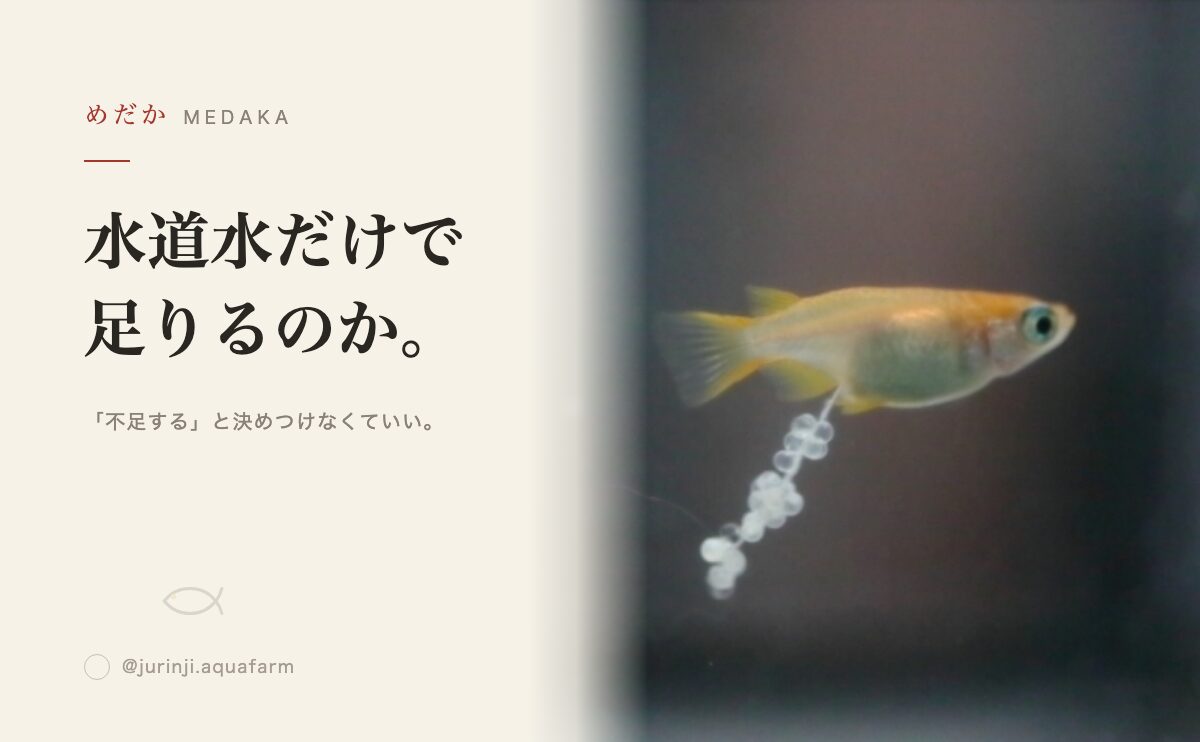メダカの飼育に水道水は使える？ミネラルの役割