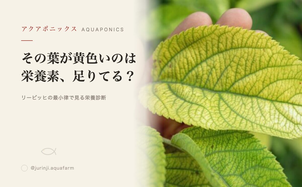 リービッヒの最小律とは？植物栽培の成長を制限する見えない壁を知る
