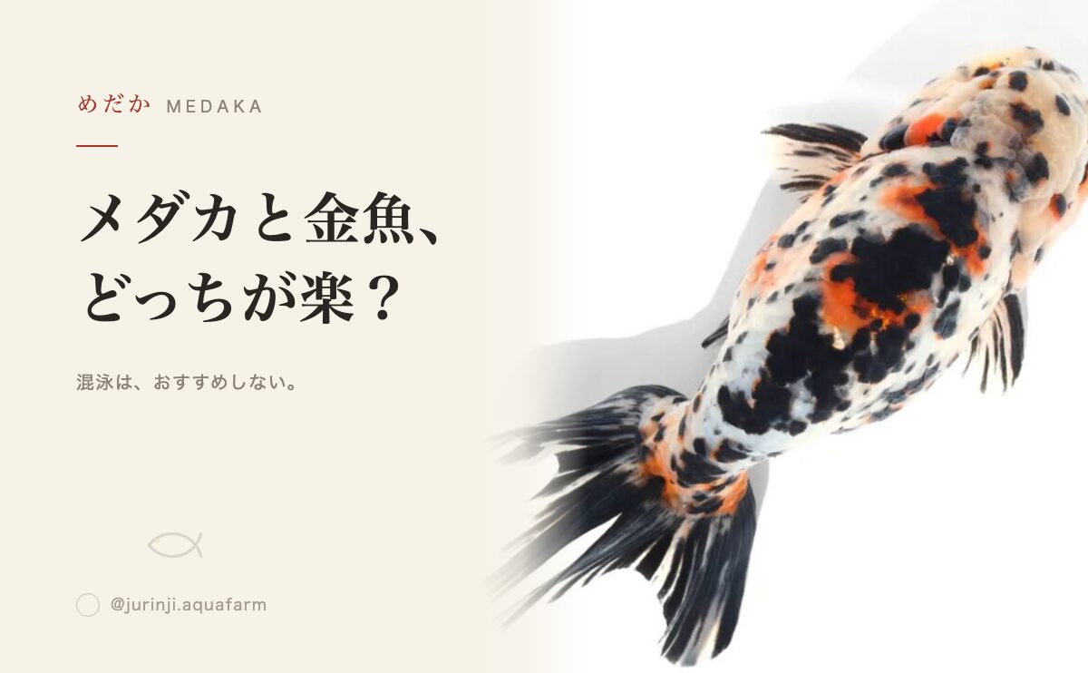 メダカと金魚どっちが飼いやすい？違いと混泳の注意点