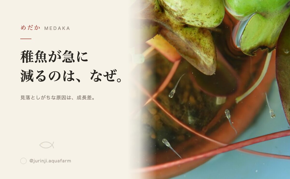 メダカの稚魚が共食いする理由｜原因と防ぎ方