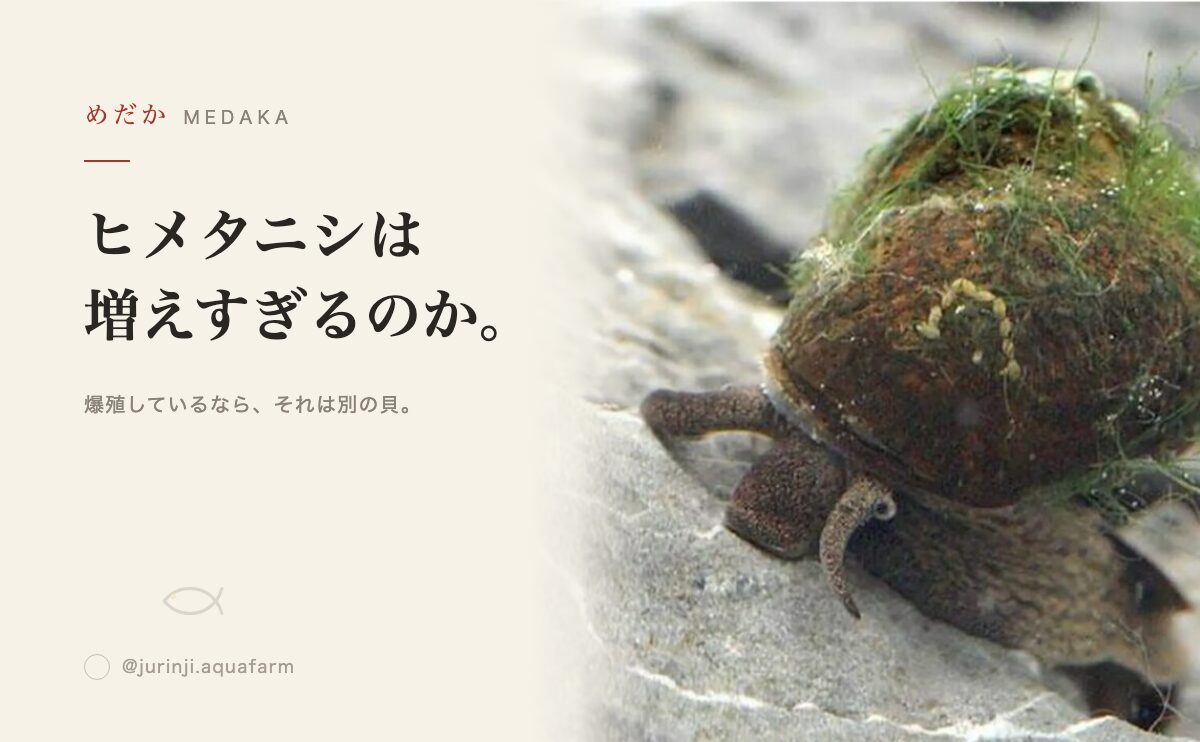 ヒメタニシは増えすぎるのか｜スネールとの見分け方