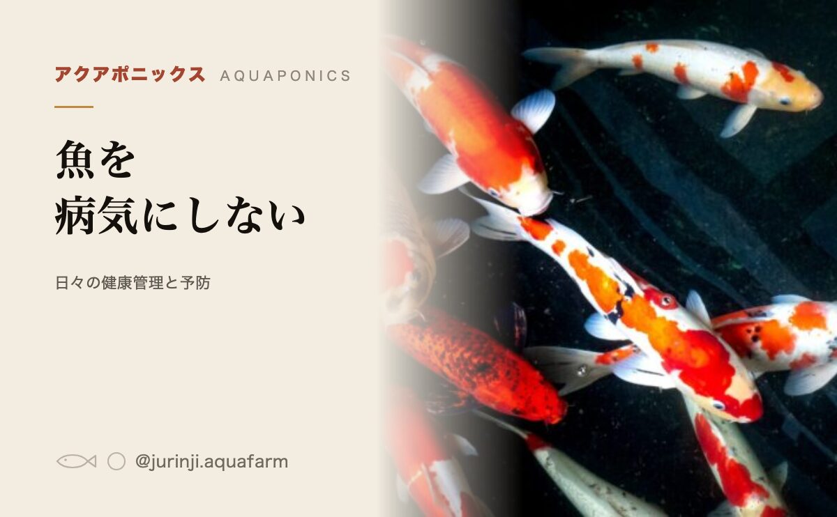錦鯉の群れ。アクアポニックスの魚の健康管理を解説する記事のアイキャッチ