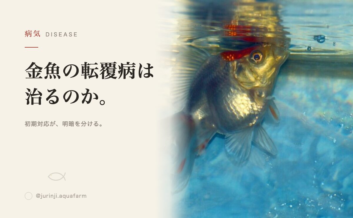 金魚の転覆病は治るのか｜絶食・塩浴の手順