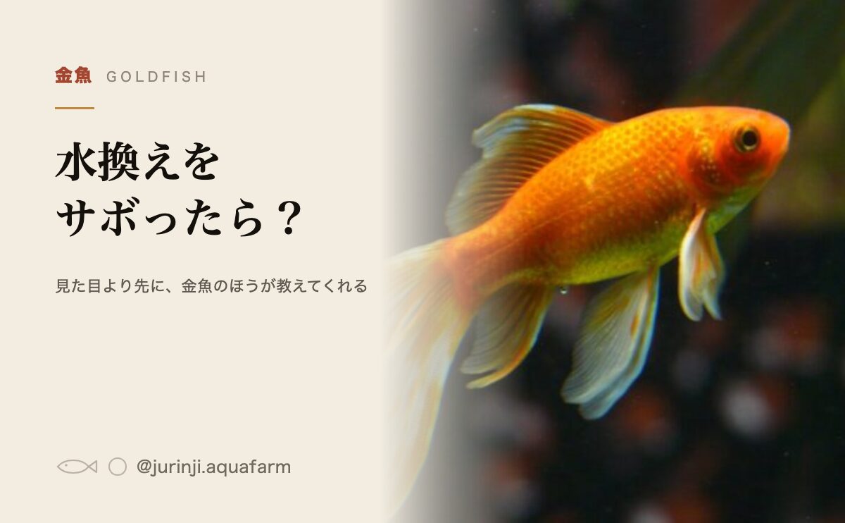 水槽で泳ぐ赤い和金。水換えをしないとどうなるかを解説する記事のアイキャッチ