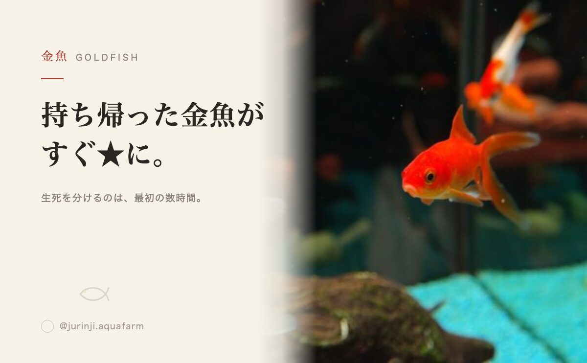 金魚すくいの金魚がすぐ死ぬ理由｜水合わせと塩浴の手順