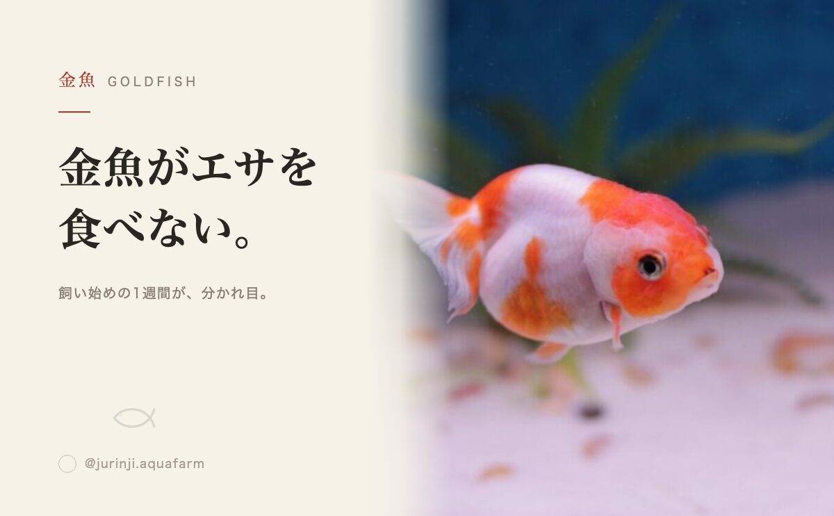金魚がエサを食べない・吐き出す原因と対処法
