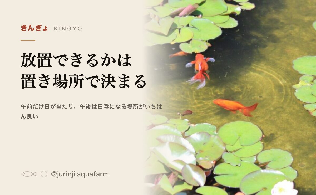 金魚の屋外飼育は放置できるか。置き場所と容器で手間が決まる