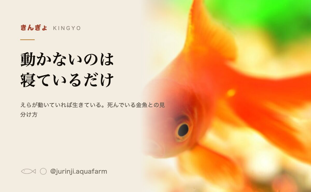 金魚が横になって動かないのは寝ているだけ。死んでいる金魚との見分け方