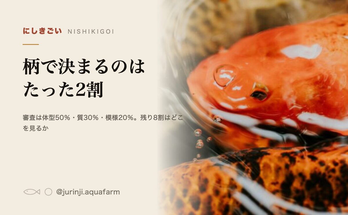 錦鯉の高い柄の見分け方。値段を決めるのは柄より体型