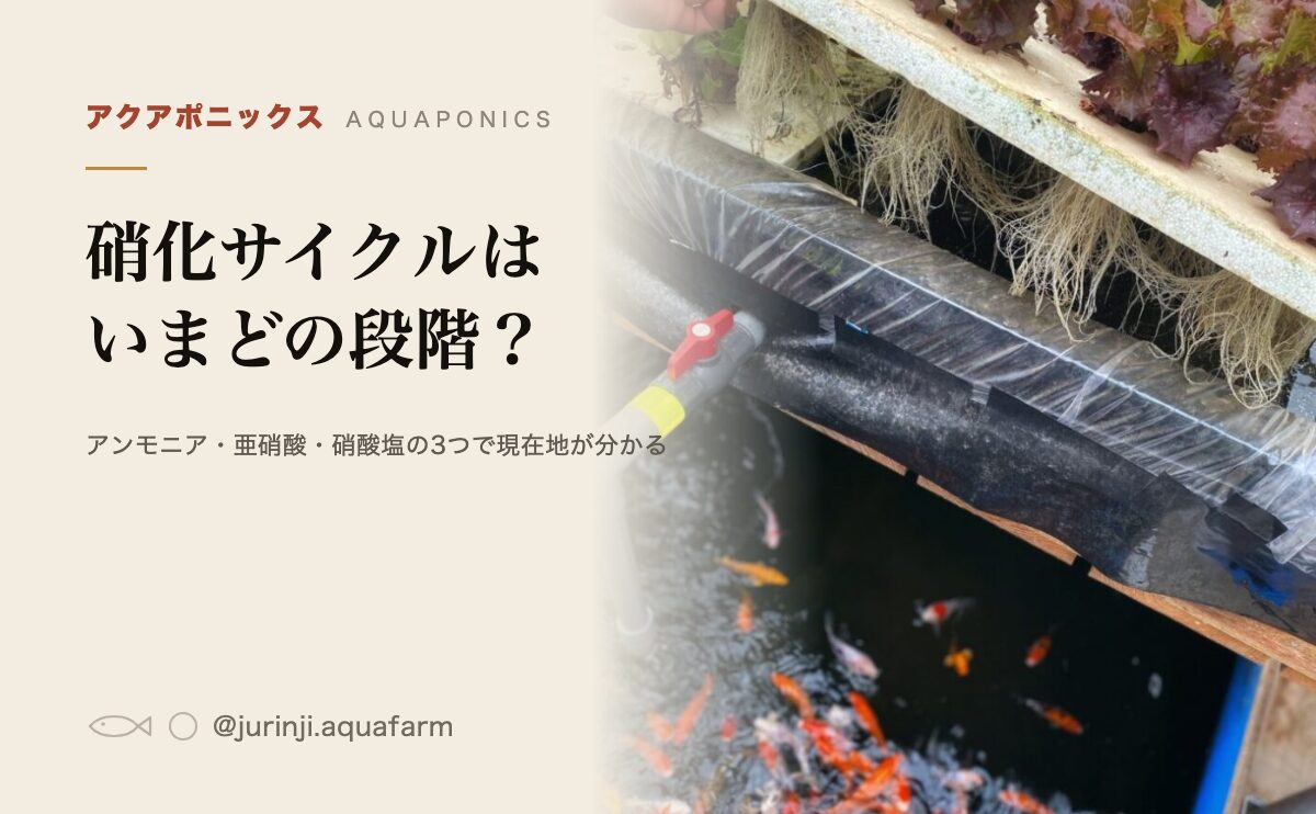 アクアポニックスの栽培槽と錦鯉の水槽。硝化サイクルの段階を見分ける記事のアイキャッチ