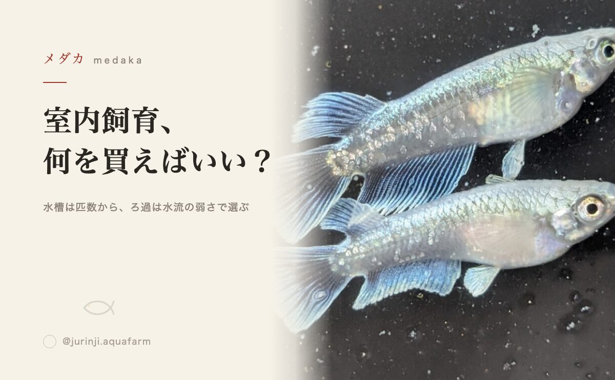 メダカの室内飼育に必要な道具の選び方を解説するアイキャッチ