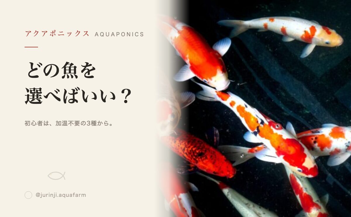 アクアポニックスの魚の選び方｜初心者向けと中級者向け