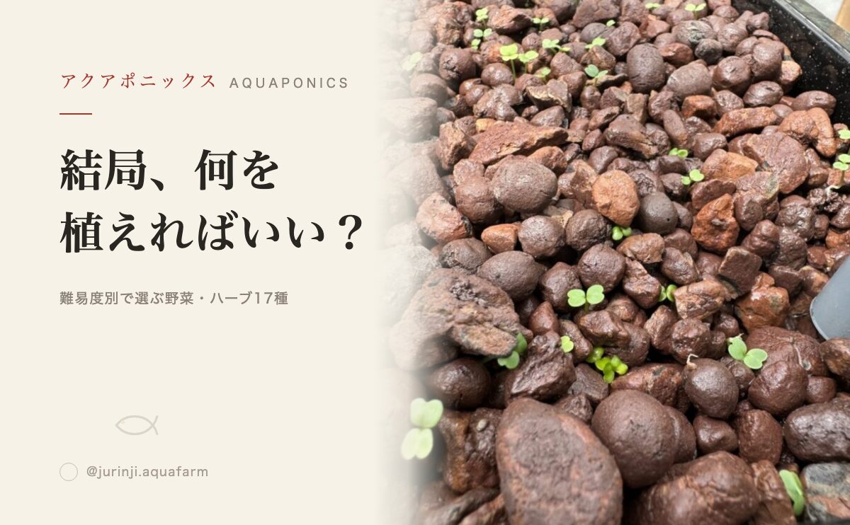 【2026年版】アクアポニックス『初心者から中級者』で育てるおすすめの葉物＆実物野菜・ハーブ