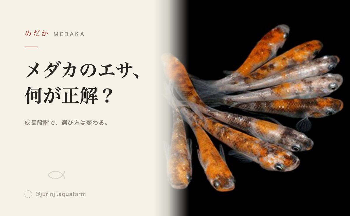 メダカのエサ選び完全ガイド｜稚魚用・成魚用・繁殖用