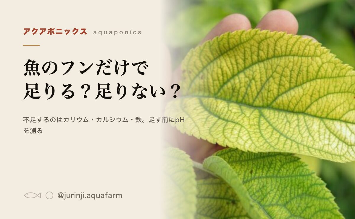 アクアポニックスで不足する栄養素と補い方を解説するアイキャッチ
