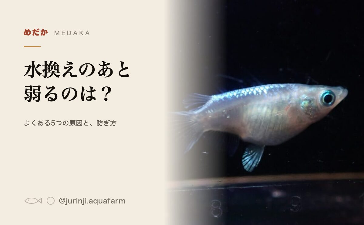 水槽で泳ぐメダカ。水換え後に弱る原因を解説する記事のアイキャッチ