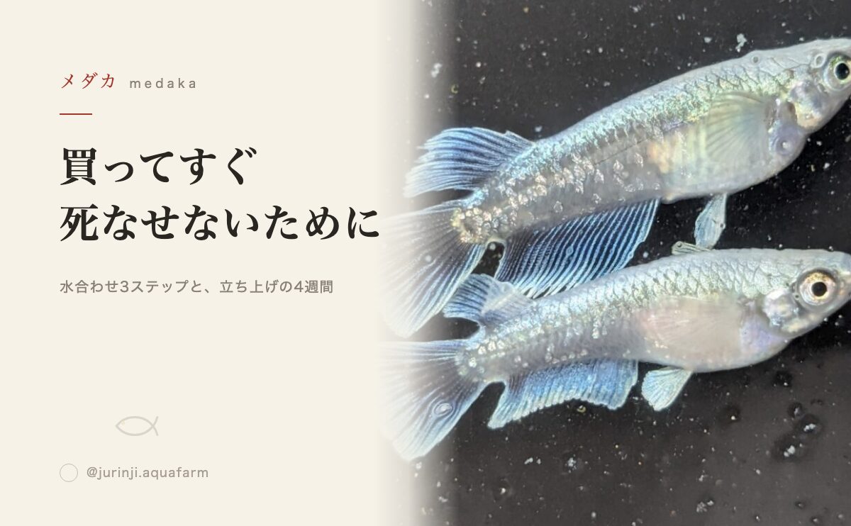メダカの水合わせと立ち上げ手順を解説するアイキャッチ