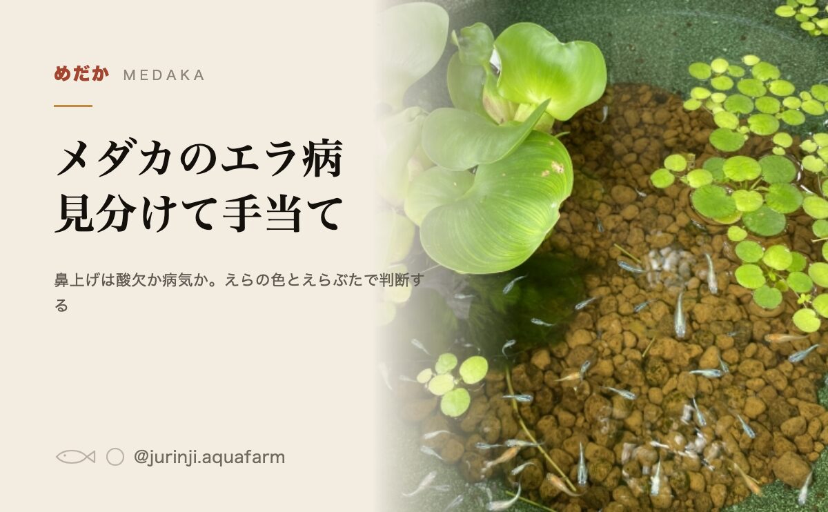 メダカのエラ病の見分け方と手当ての手順