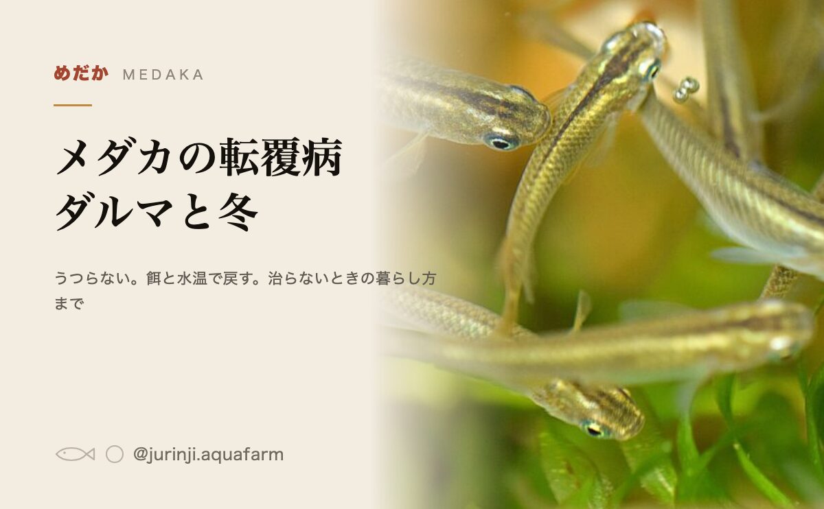 メダカの転覆病の見分け方と手当ての手順