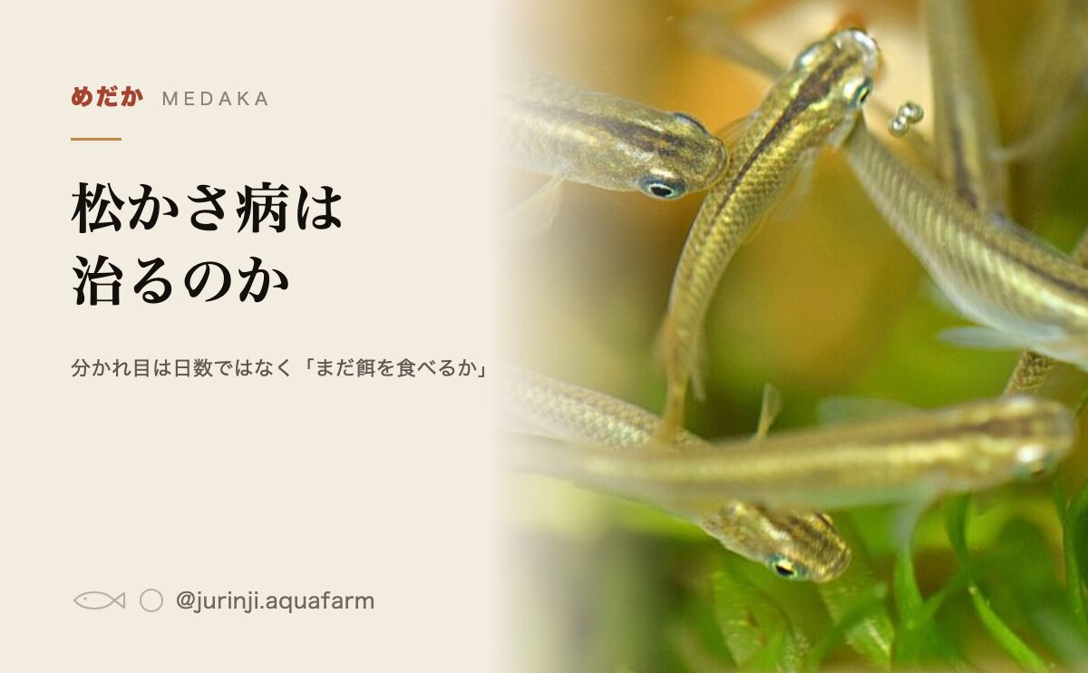 メダカの松かさ病の初期症状の見分け方と手当ての手順