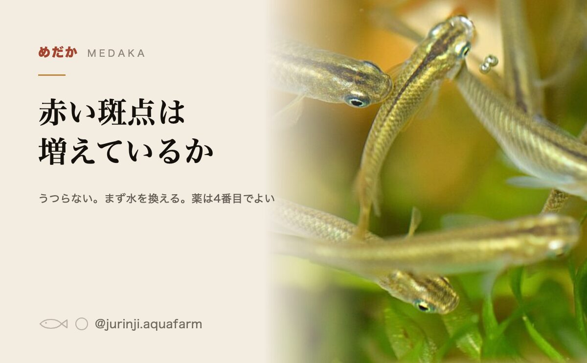 メダカの赤斑病の見分け方と手当ての手順