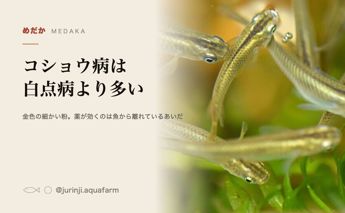 メダカのコショウ病と白点病の見分け方と手当ての手順