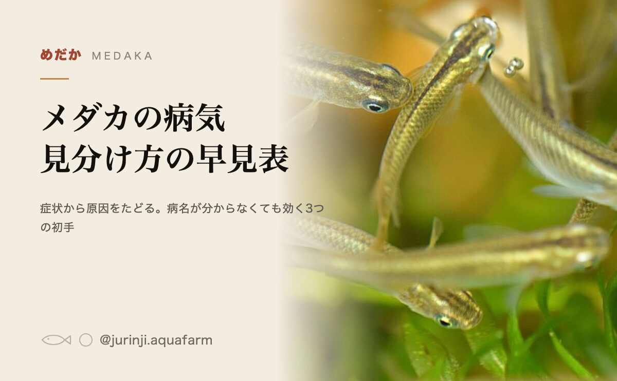メダカの病気を症状から見分ける早見表