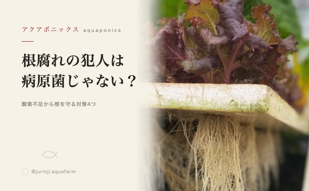 根腐れが起きる本当の原因と対策のアイキャッチ