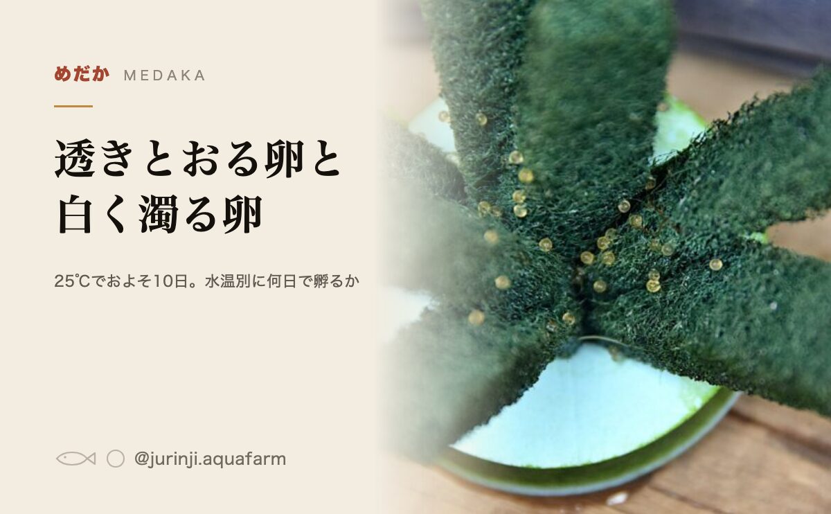 メダカの卵の見分け方。育つ卵は透きとおり、育たない卵は白く濁る