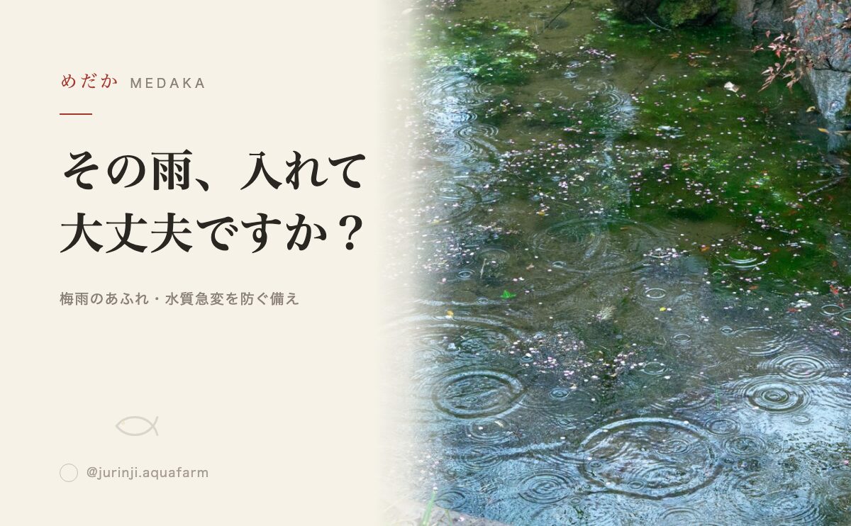 梅雨時期のメダカ飼育：雨水利用のメリットとデメリットを徹底解説