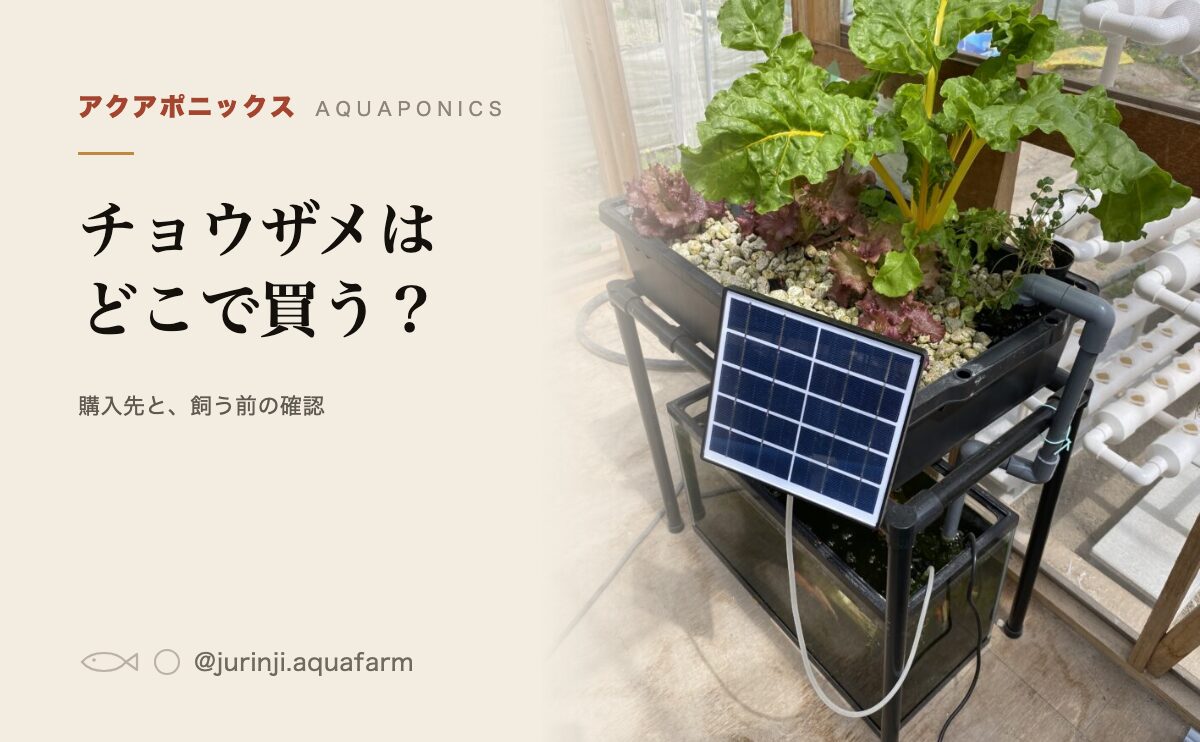 アクアポニックスの設備。チョウザメの購入先を解説する記事のアイキャッチ