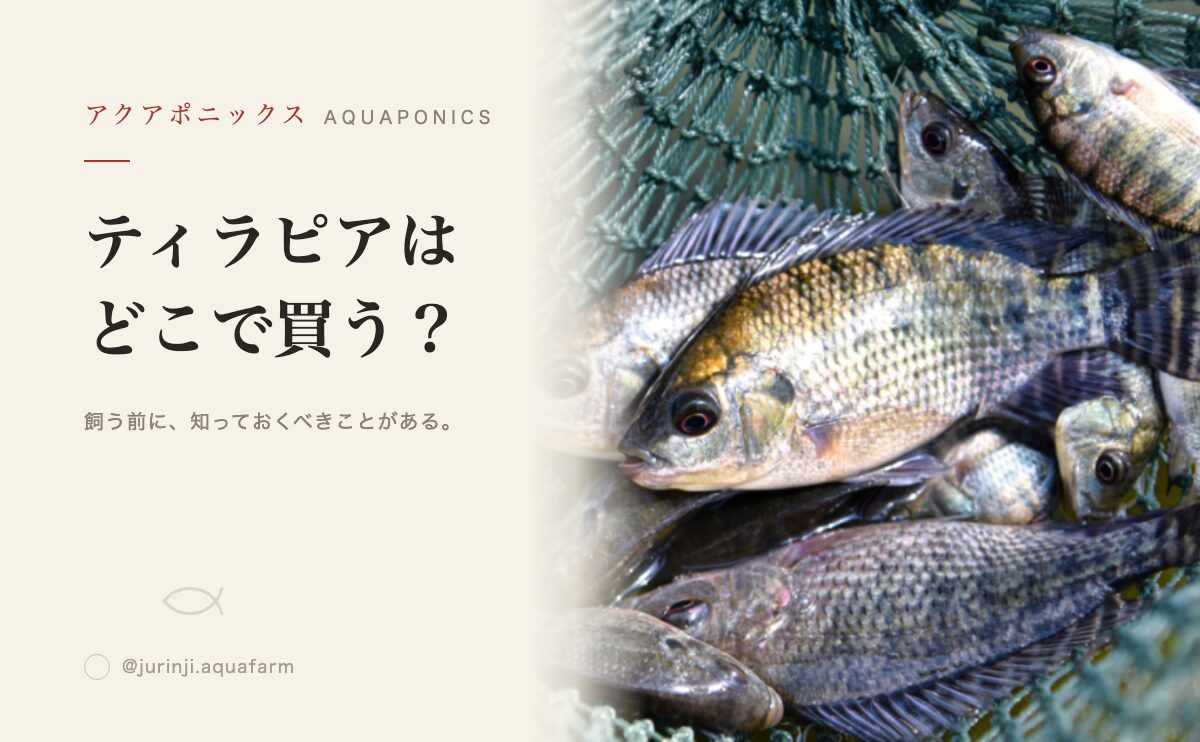 ティラピアはどこで買える？購入先と注意点