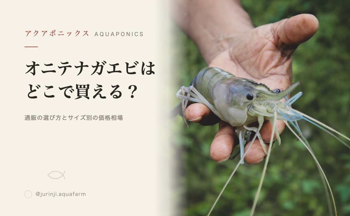 オニテナガエビはどこで買える？通販の選び方とサイズ別の価格相場