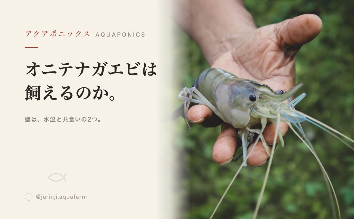 オニテナガエビの飼育方法｜適水温と共食い対策