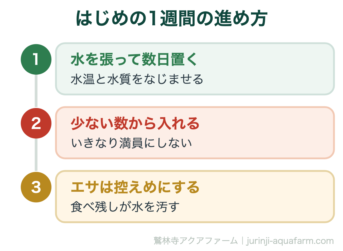 はじめの1週間の進め方。メダカ飼育の始め方