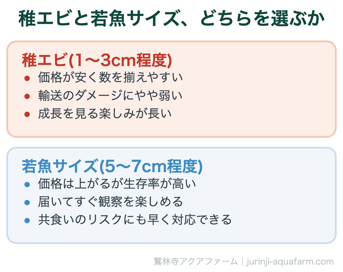 オニテナガエビはどこで買える｜稚エビと若魚サイズ、どちらを選ぶか。初めてなら、多少割高でも生存率の高い5〜7cmサイズから始めるほうが結果的に失敗が少なくなります