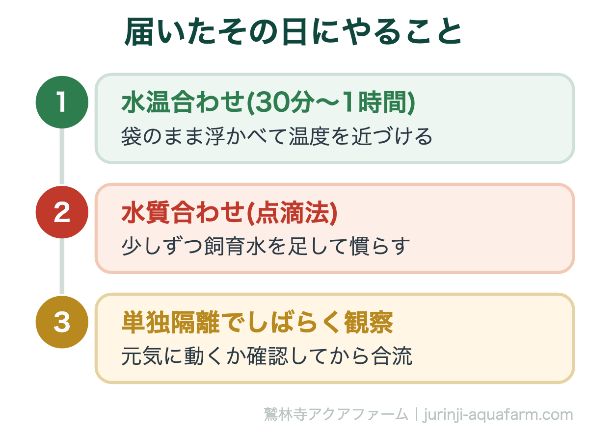 オニテナガエビはどこで買える｜届いたその日にやること。輸送直後がもっとも弱っている状態です。焦って本水槽に直接放り込まないことが生存率を左右します