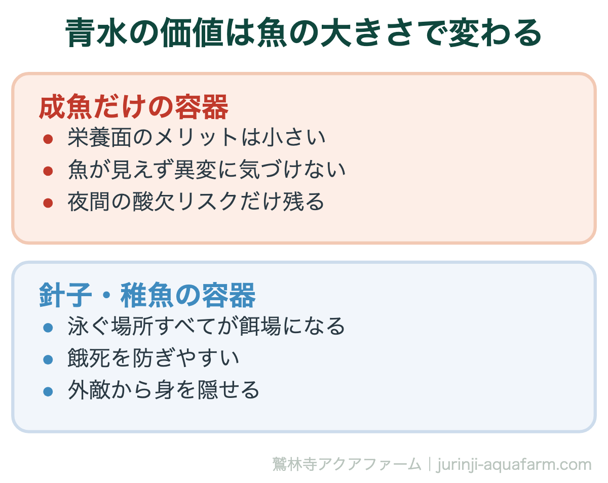 メダカにグリーンウォーターは必要｜青水の価値は魚の大きさで変わる。同じ青水でも、価値は飼っている魚の大きさで決まります。成魚だけなら無理に緑にする必要はありません