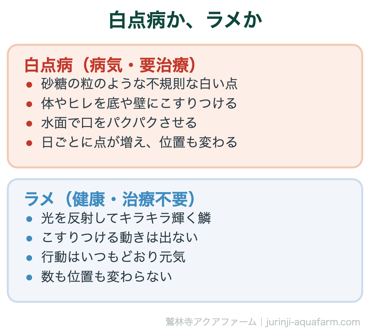 白点病か、ラメか。メダカの白点病とラメの違い