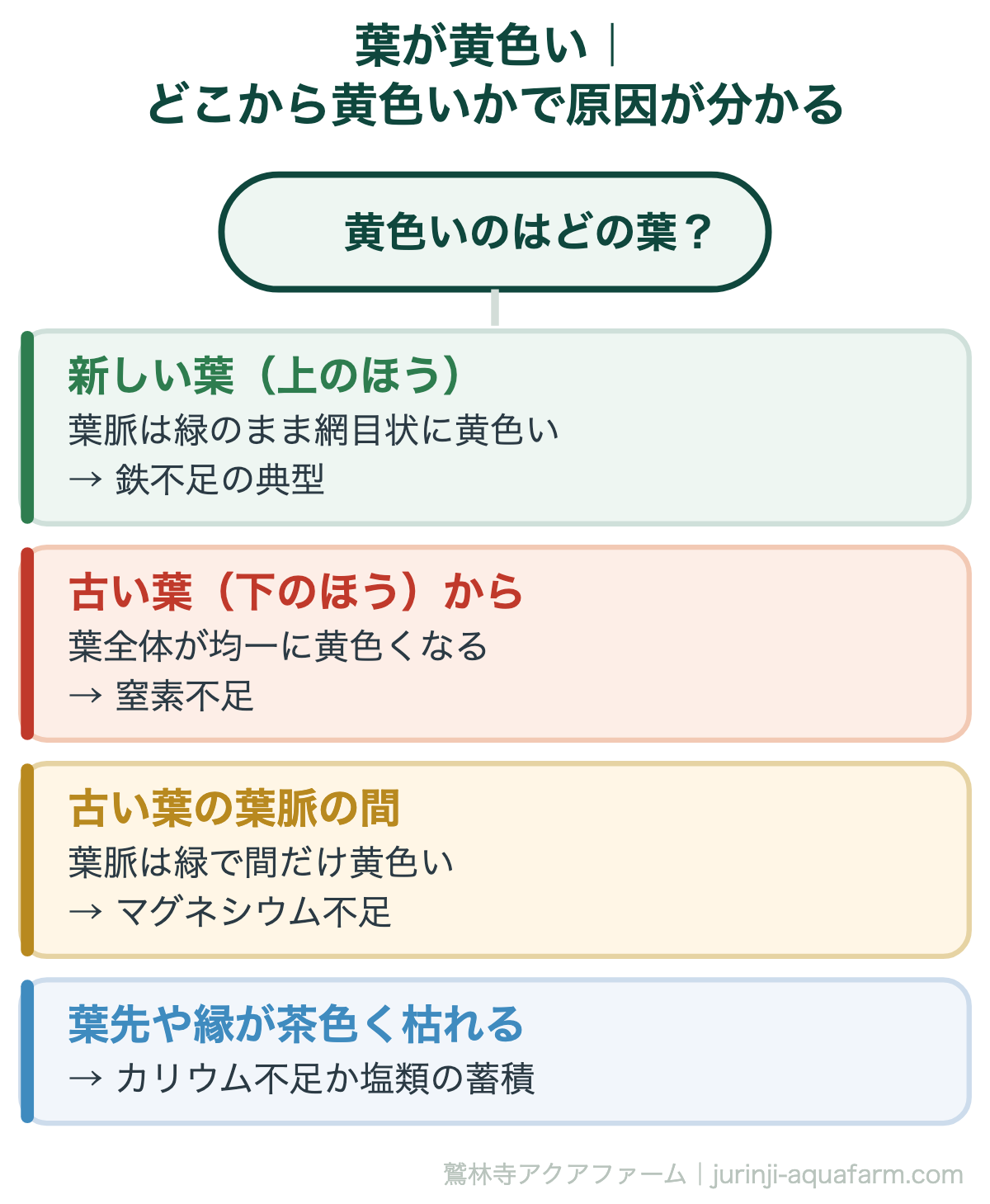 葉が黄色い｜どこから黄色いかで原因が分かる。アクアポニックスで葉が黄色い原因は鉄不足