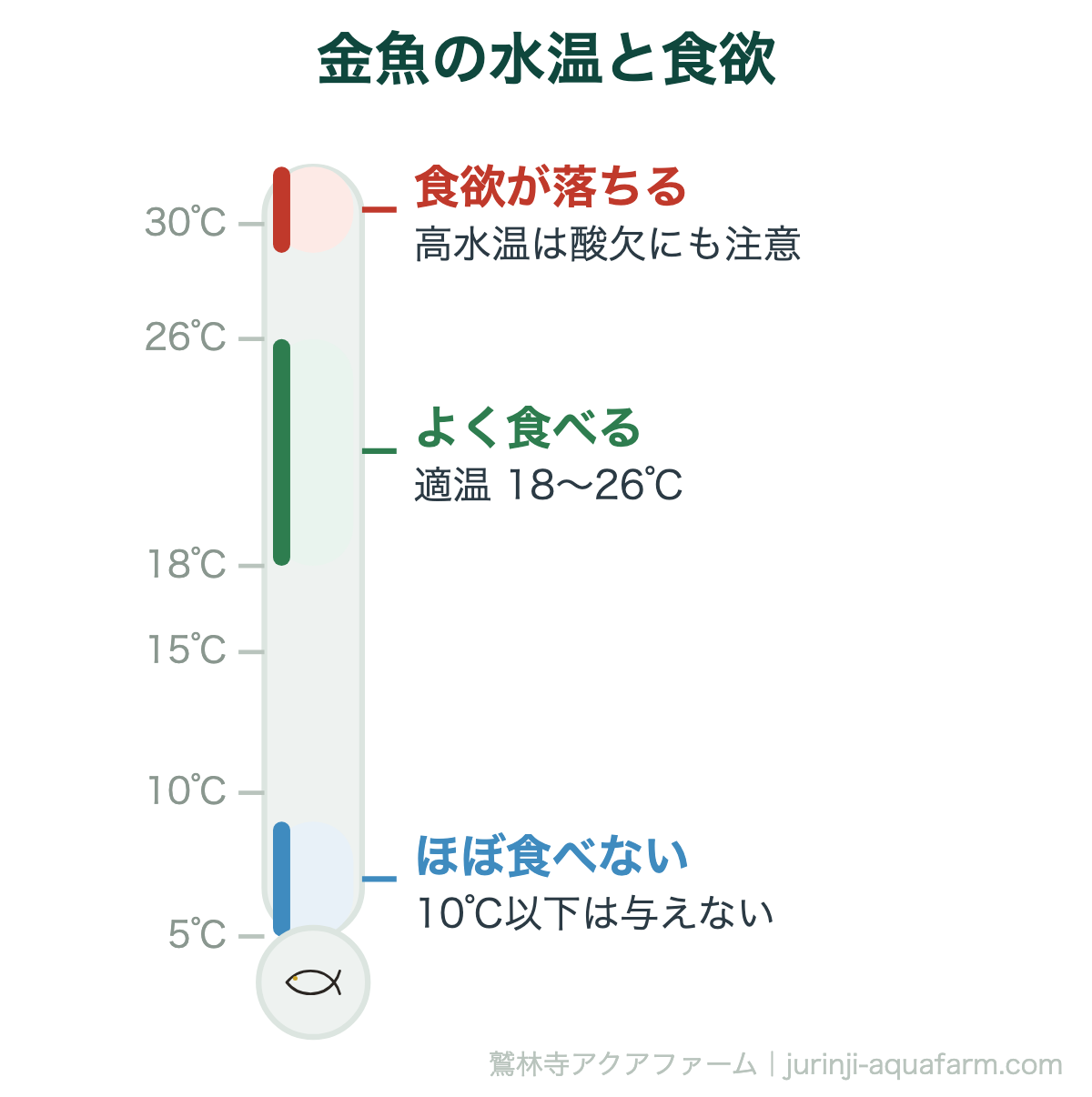 金魚の水温と食欲。冬に食べないのは正常な反応です。10℃以下では消化できないため、無理に与えると消化不良や転覆病を招きます